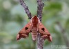 lišaj (Motýli), Mimas Christophi (Lepidoptera)